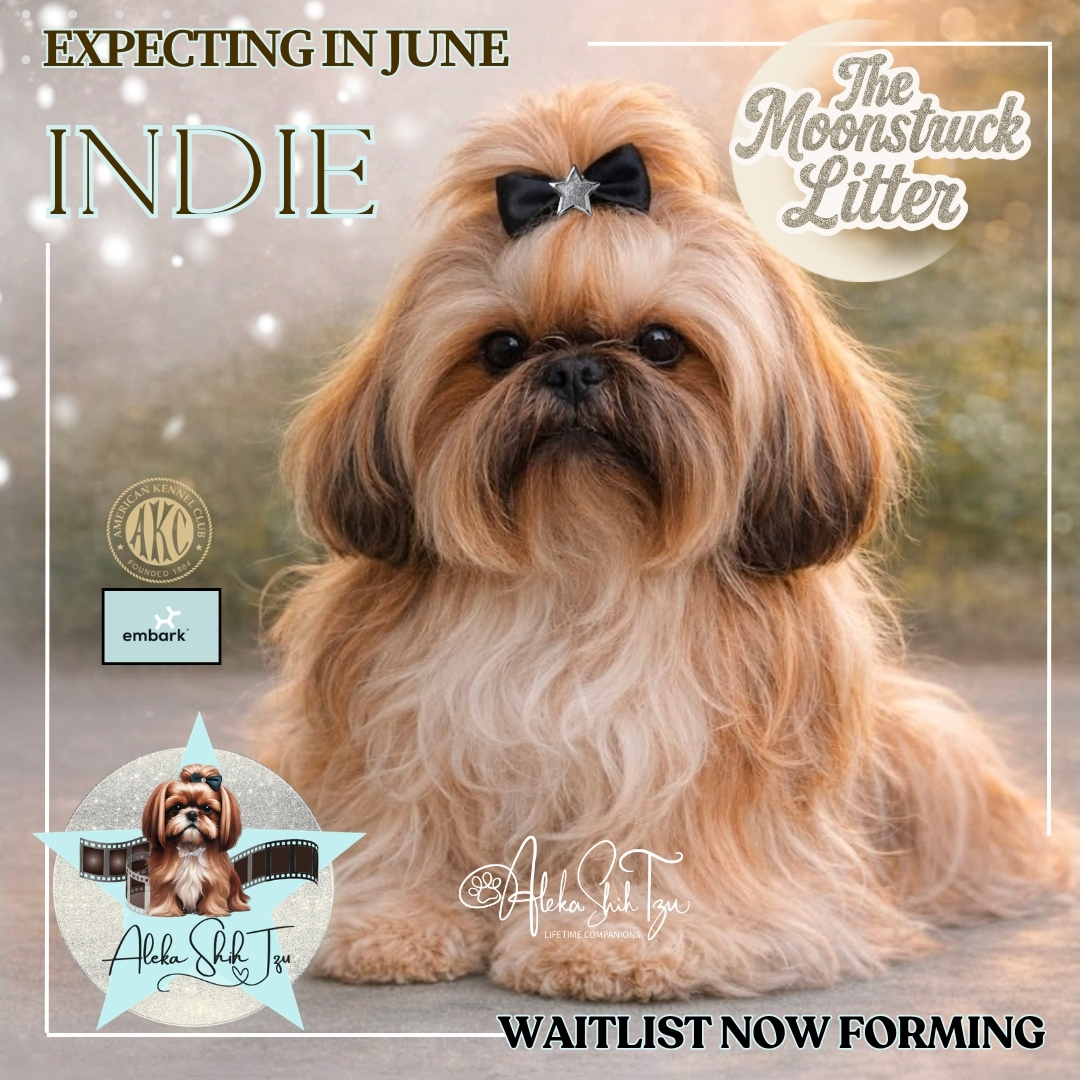 Aleka Shih Tzu 10