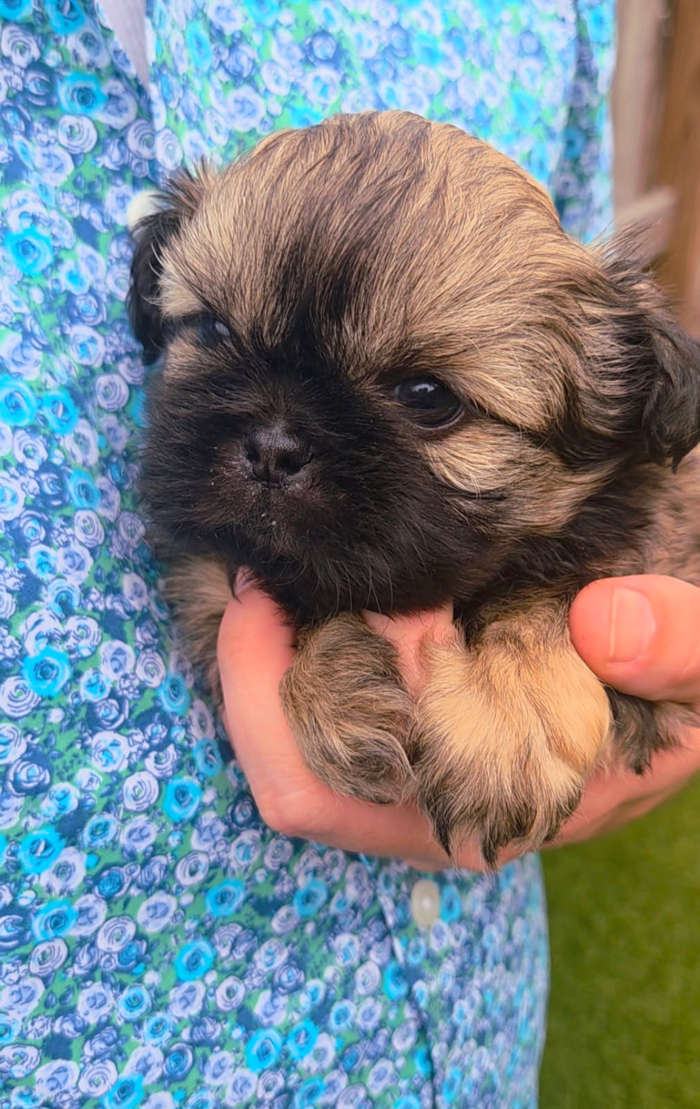 Aleka Shih Tzu 11