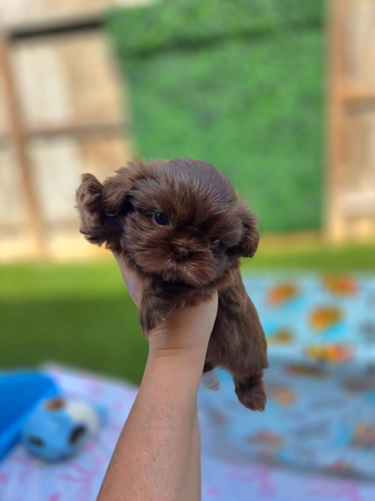 Before your puppy arrives