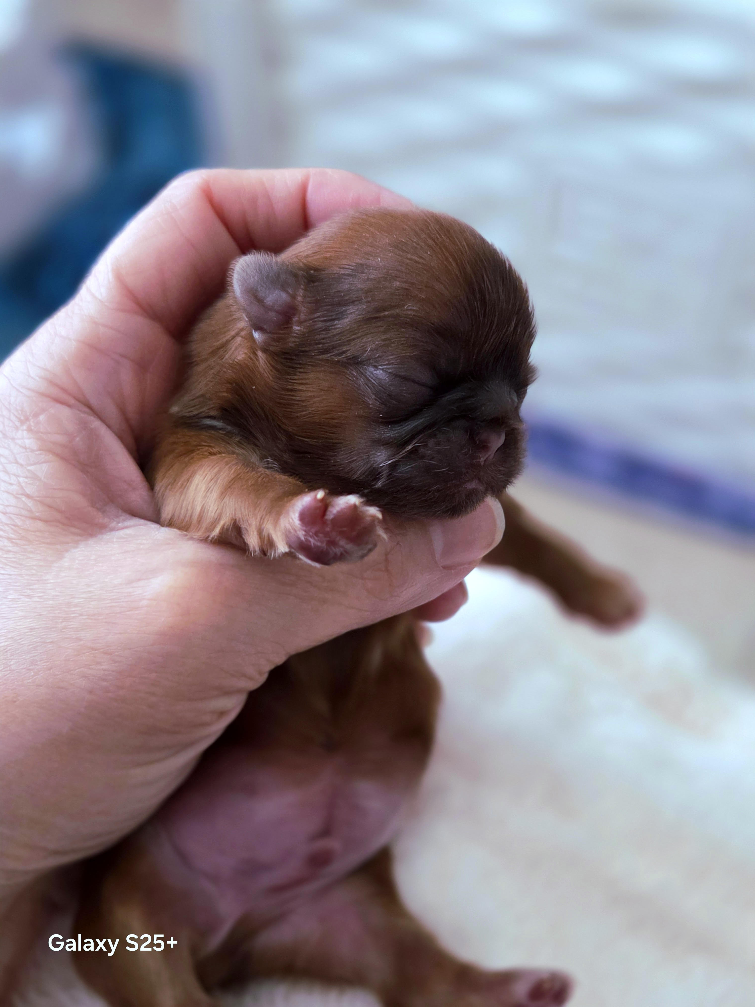 Green flags of a great breeder