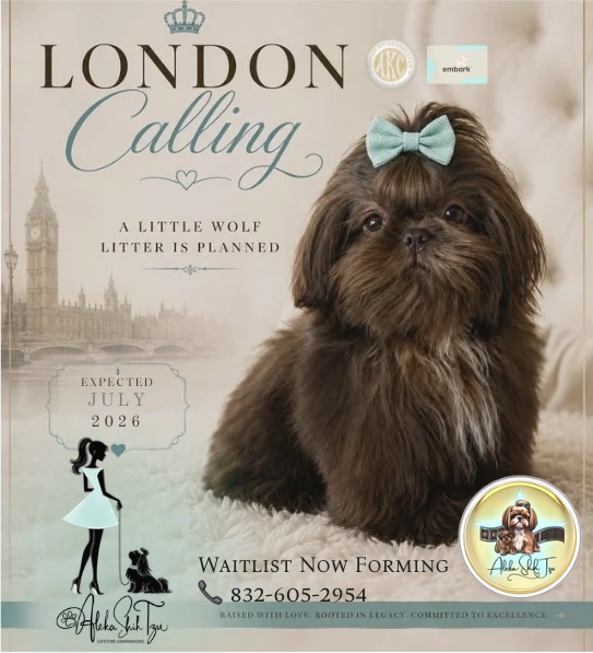 Five questions to ask every Shih Tzu breeder