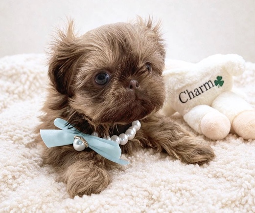 Aleka Shih Tzu 19