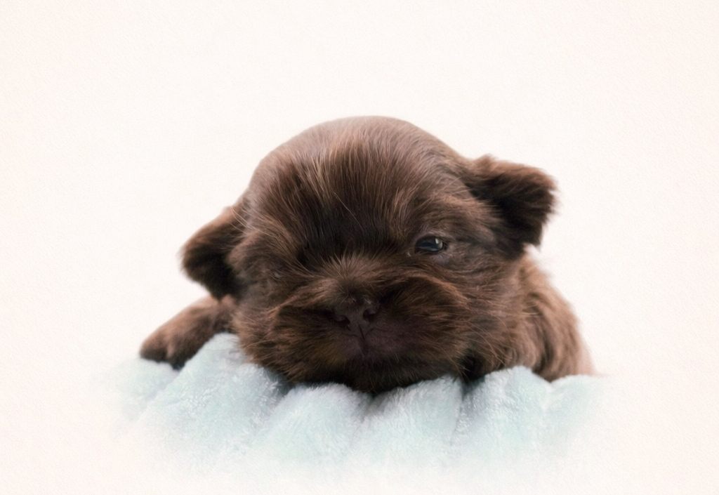 The full range of AKC Shih Tzu colors