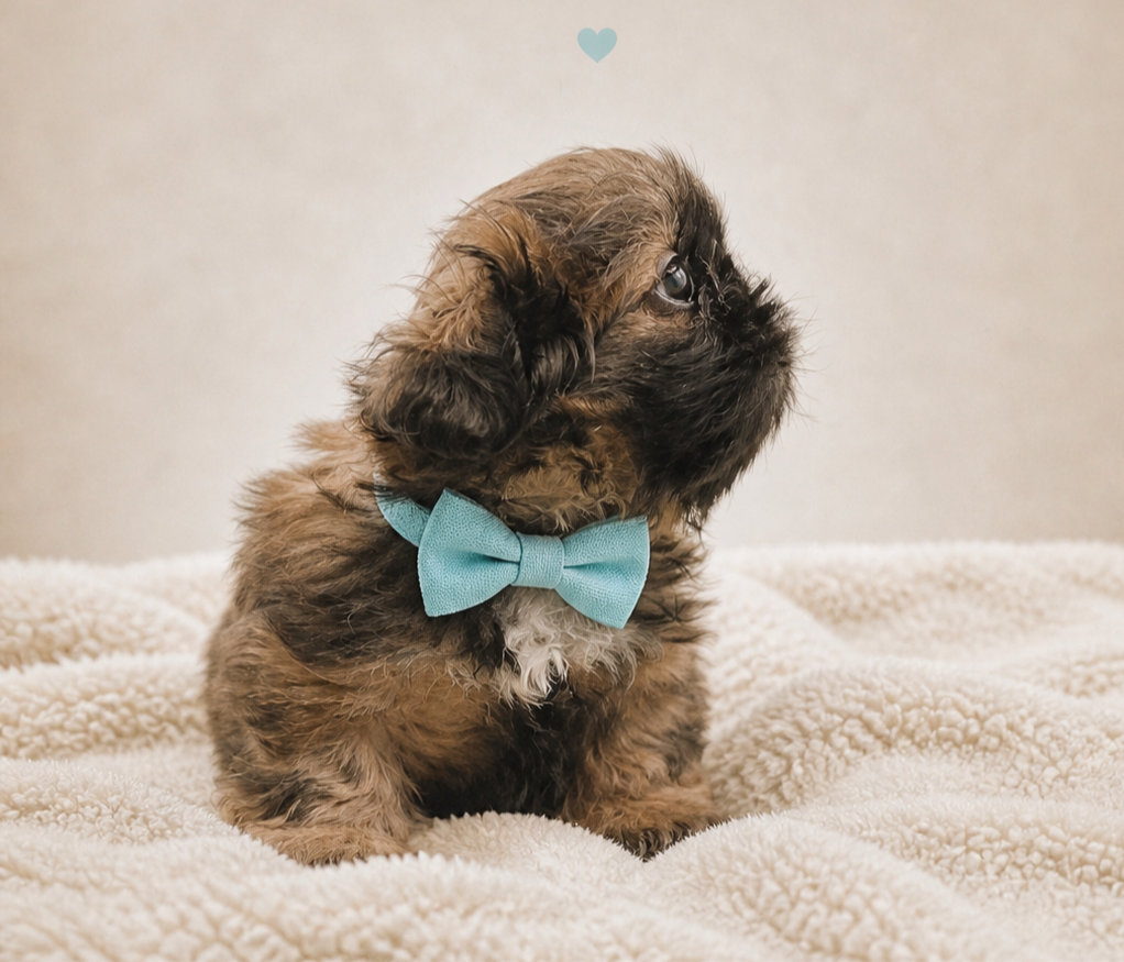 How to Choose a Reputable Shih Tzu Breeder