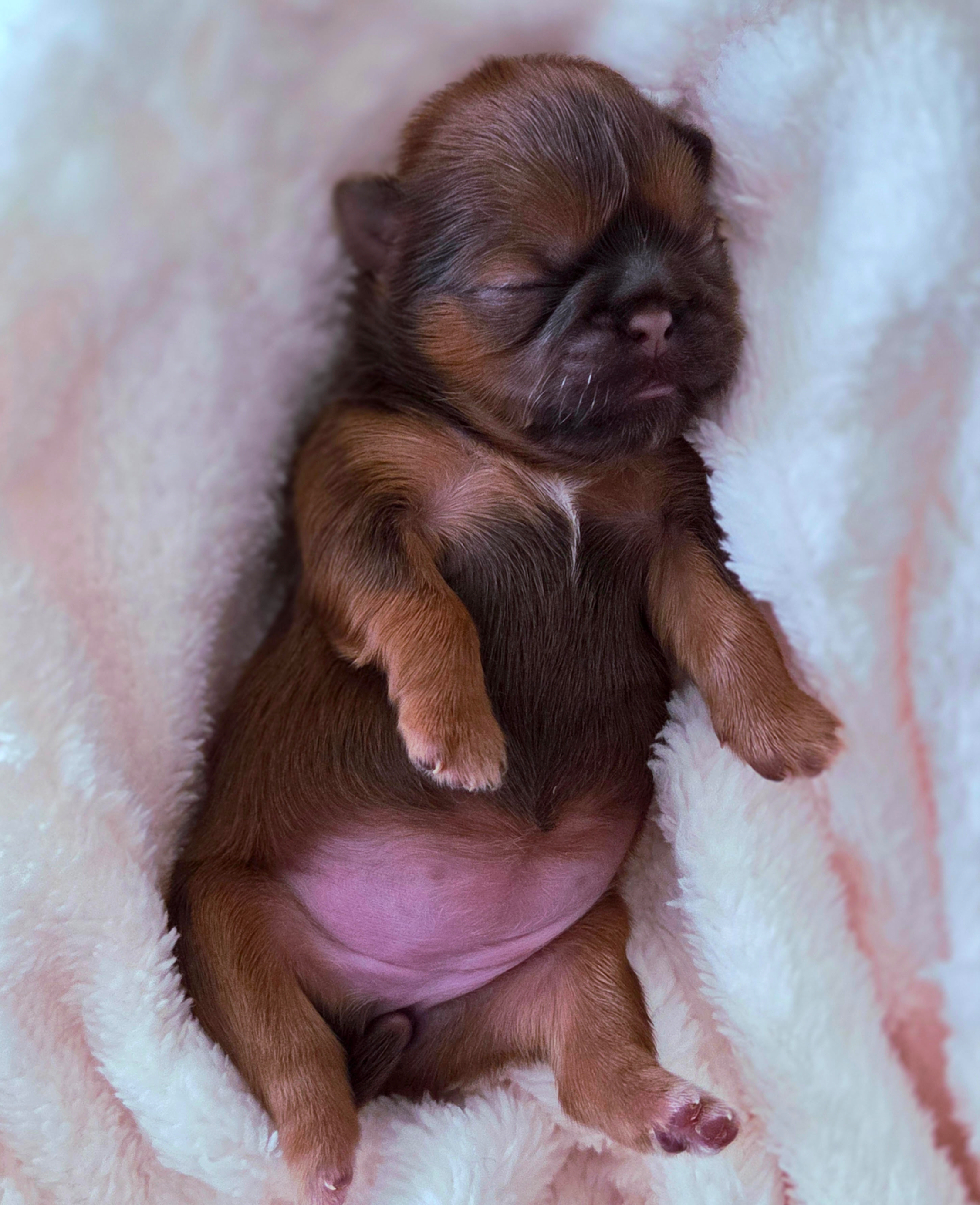 Shih Tzu Health Testing: What AKC Requires vs. What Exceptional Breeders Actually Do