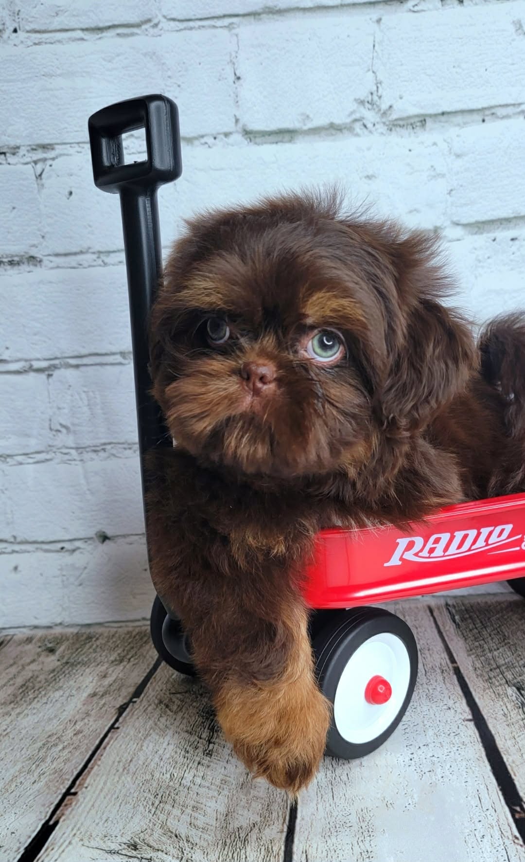 Aleka Shih Tzu 4