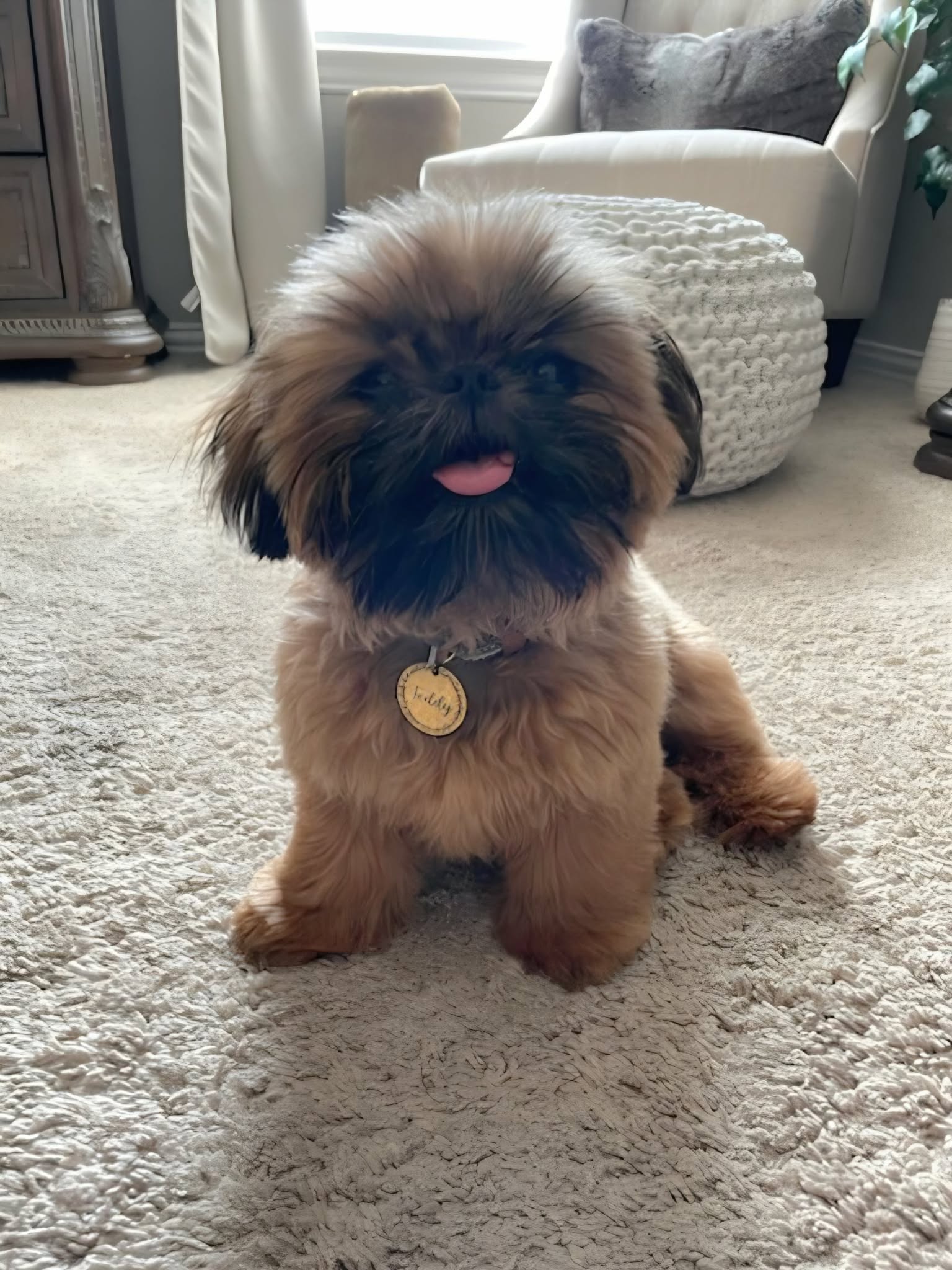 Aleka Shih Tzu 5