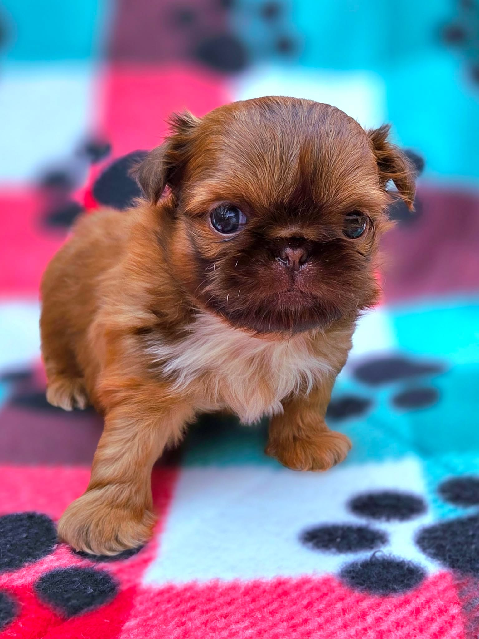 Aleka Shih Tzu 6