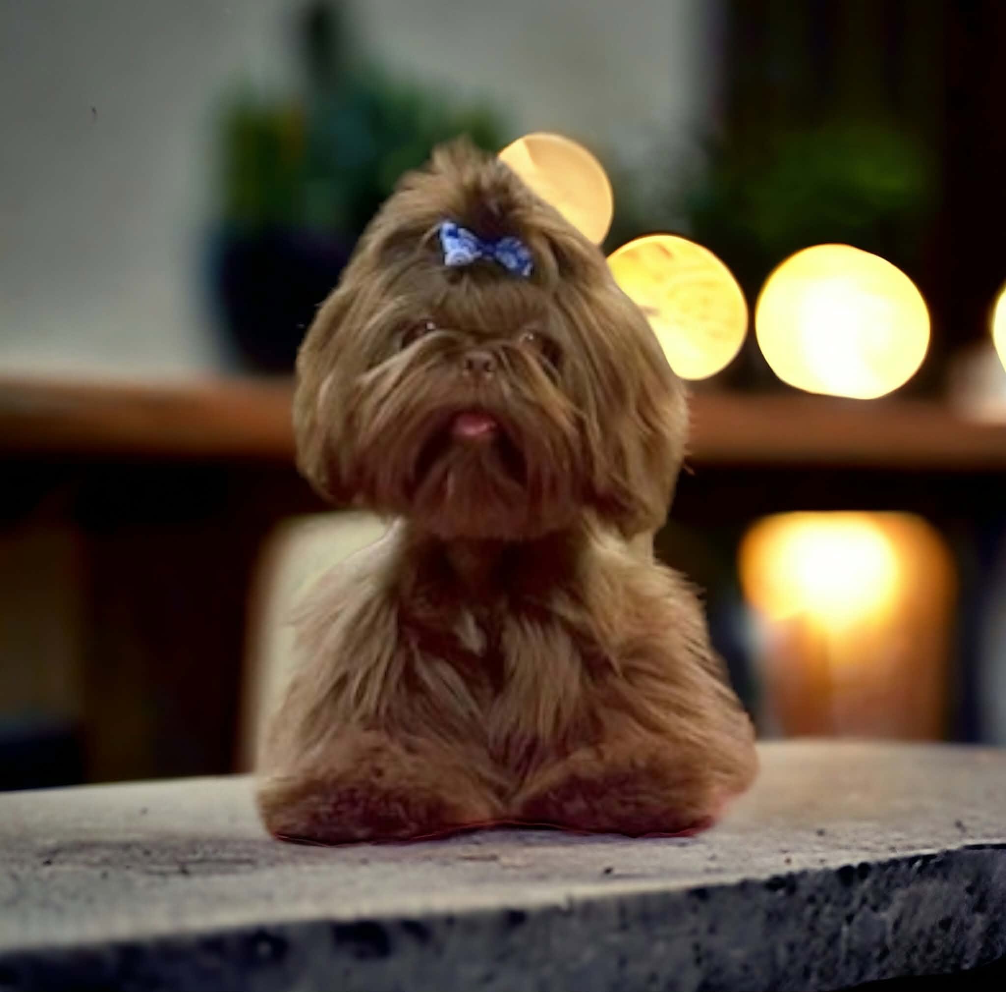 Aleka Shih Tzu 7