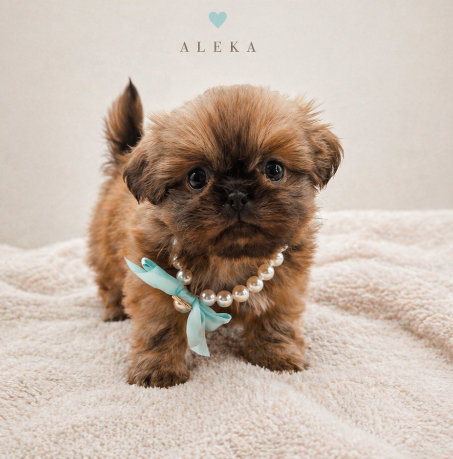 Bringing Your Shih Tzu Puppy Home: The First Week & Potty Training