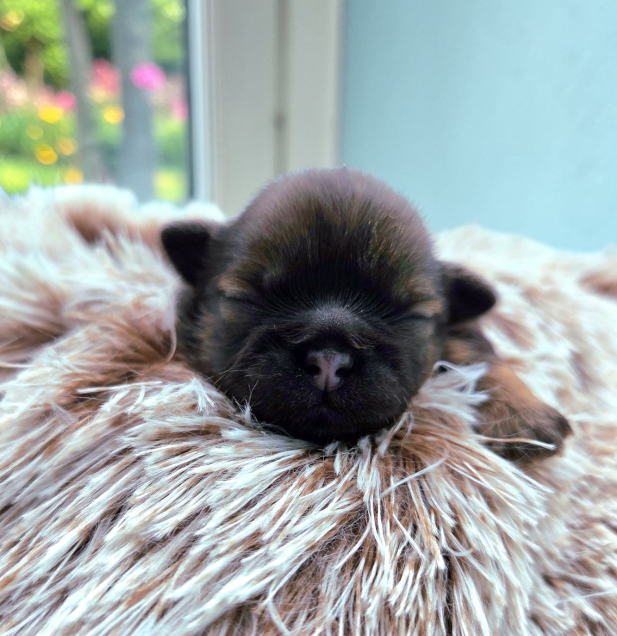 The CHIC program and Shih Tzu-specific health requirements