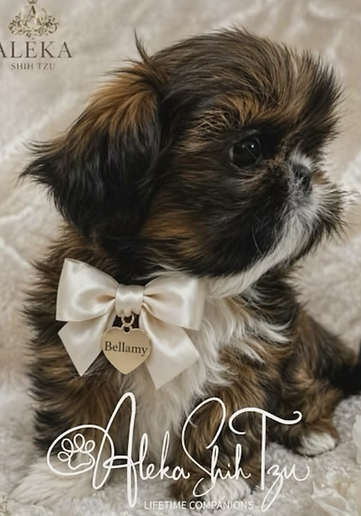 Bellamy — Aleka Shih Tzu Dam