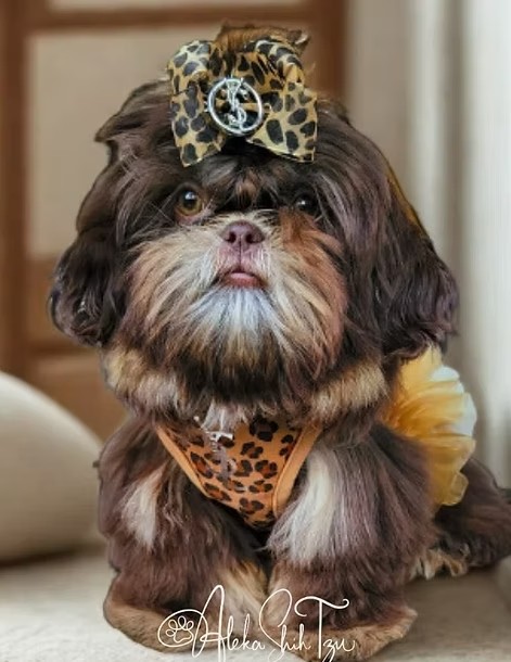 Brooklyn — Aleka Shih Tzu Dam
