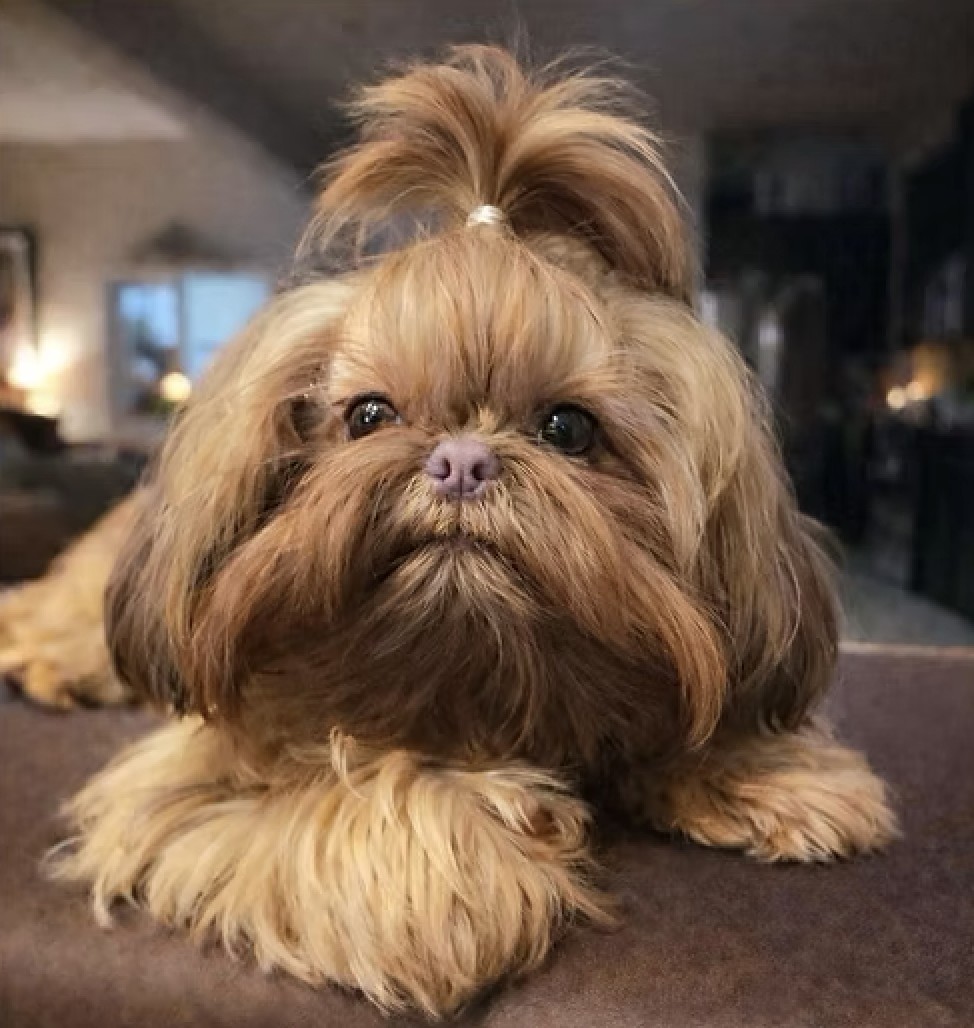 Harlowe — Aleka Shih Tzu Dam