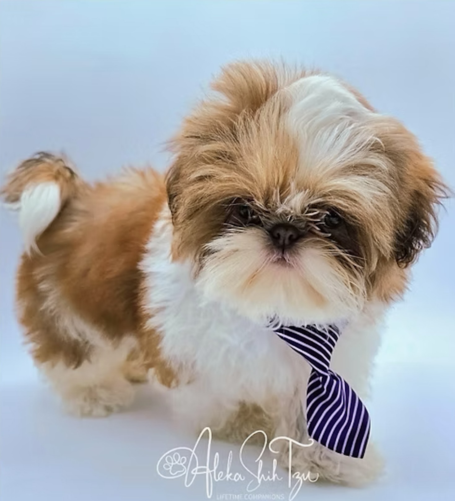 Linkin — Aleka Shih Tzu Sire