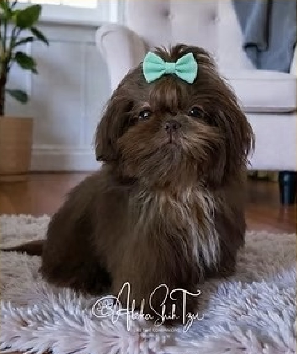 London — Aleka Shih Tzu Dam