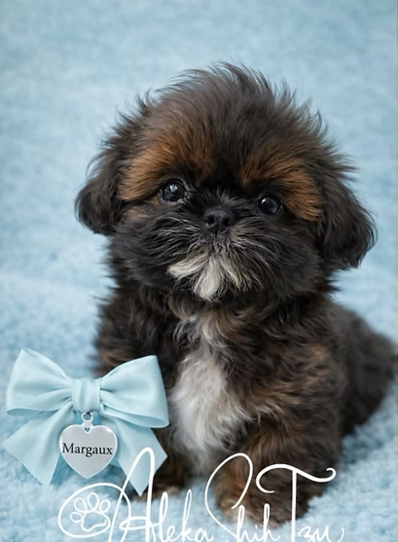 Margaux — Aleka Shih Tzu Dam