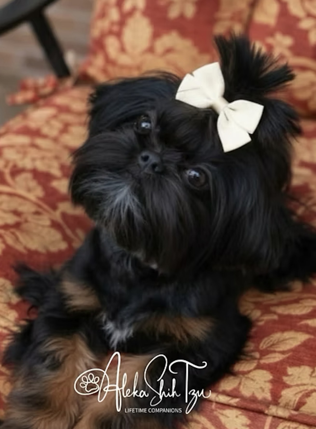 McKenzie — Aleka Shih Tzu Dam