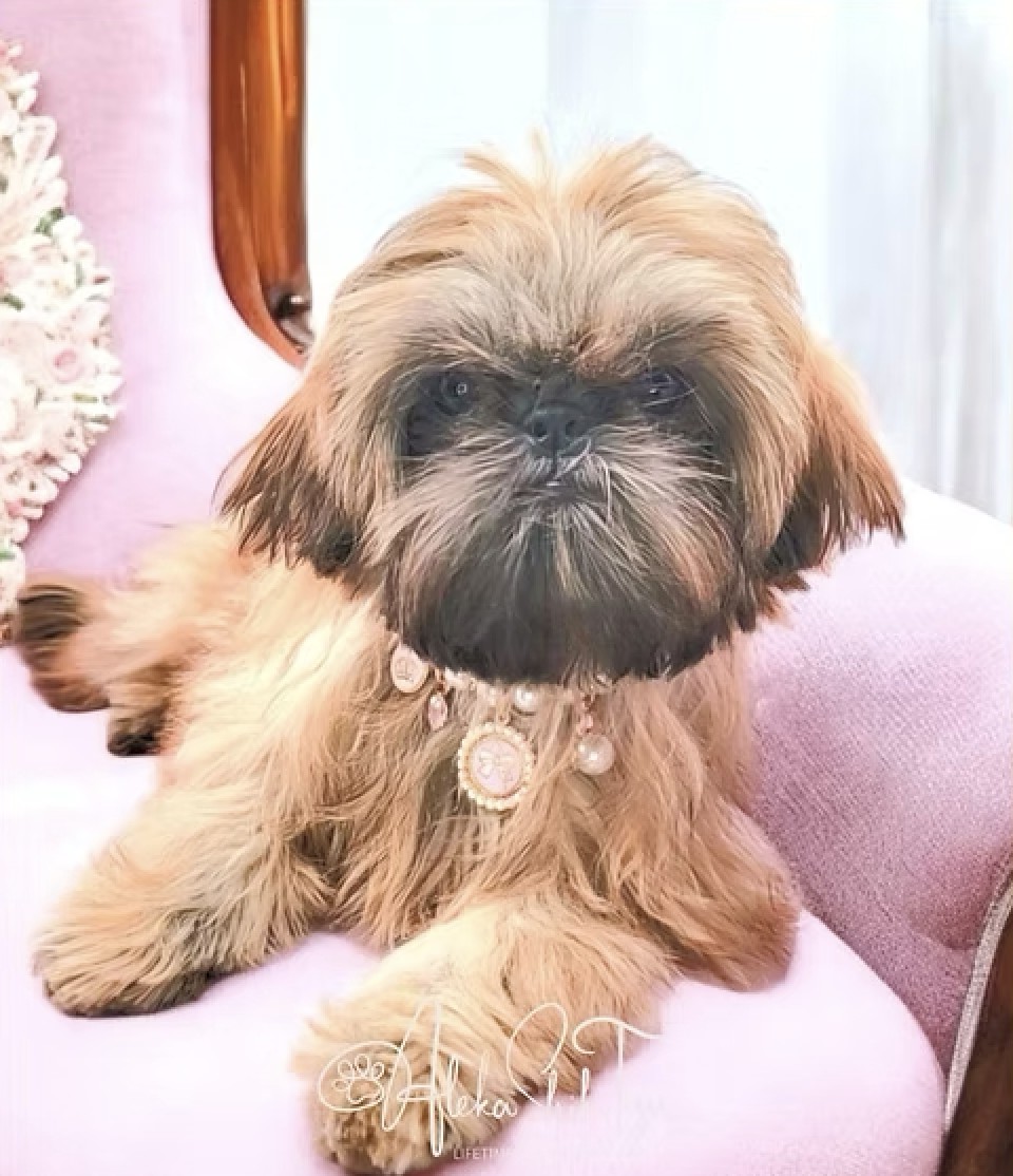 Paris — Aleka Shih Tzu Dam