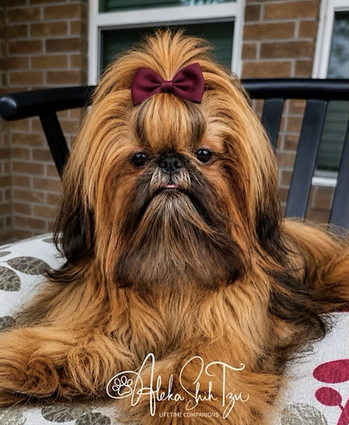 Serena — Aleka Shih Tzu Dam