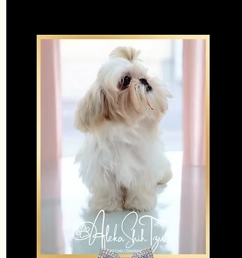 Skylar — Aleka Shih Tzu Dam