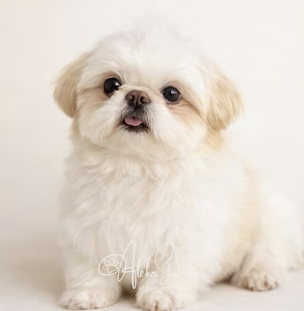 Wes — Aleka Shih Tzu Sire