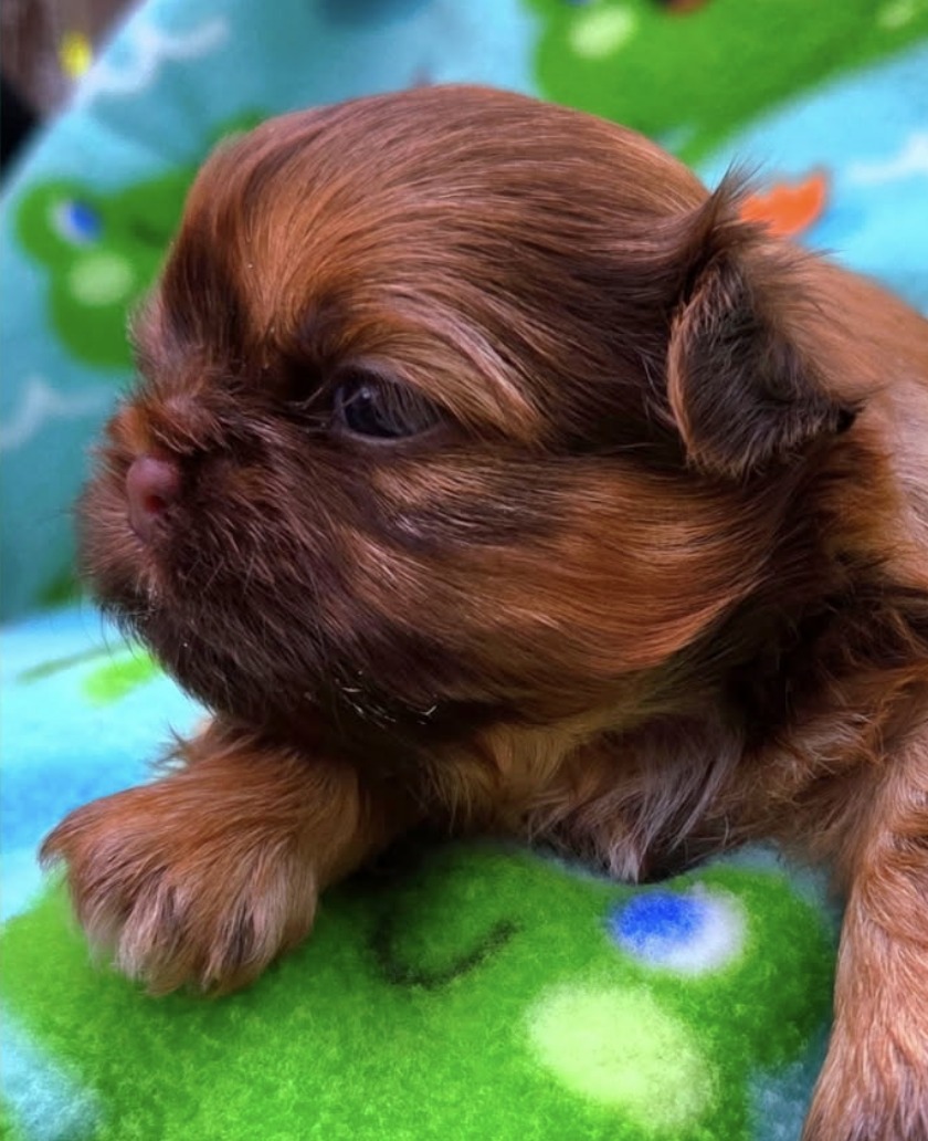 Atlas — Male AKC Shih Tzu puppy for sale at Aleka Shih Tzu in Texas — photo 1