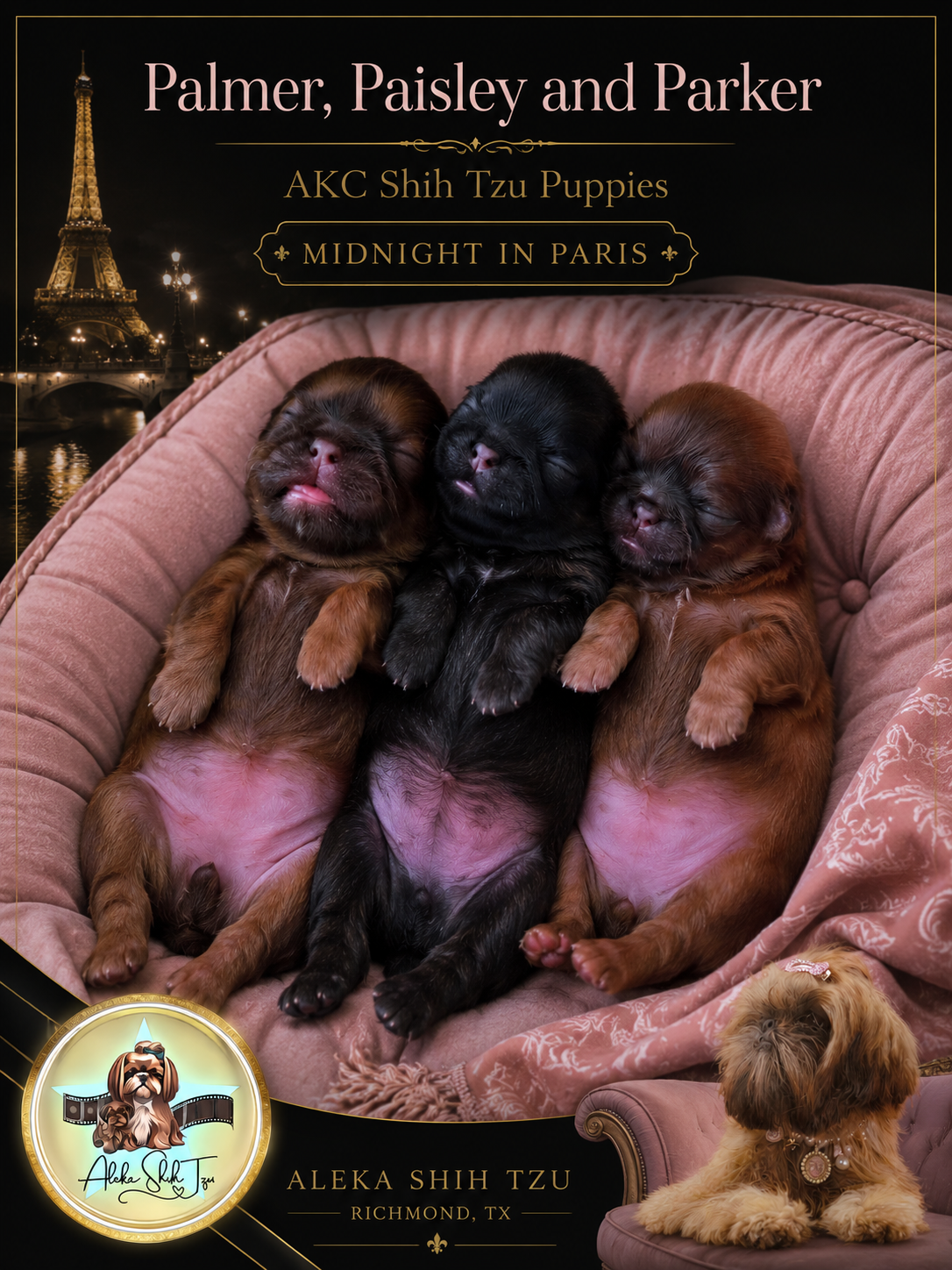 Palmer — Female AKC Shih Tzu puppy for sale at Aleka Shih Tzu in Texas — photo 6