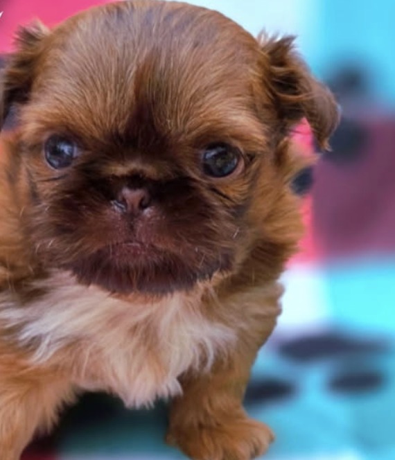 Parker — Male AKC Shih Tzu puppy for sale at Aleka Shih Tzu in Texas — photo 1
