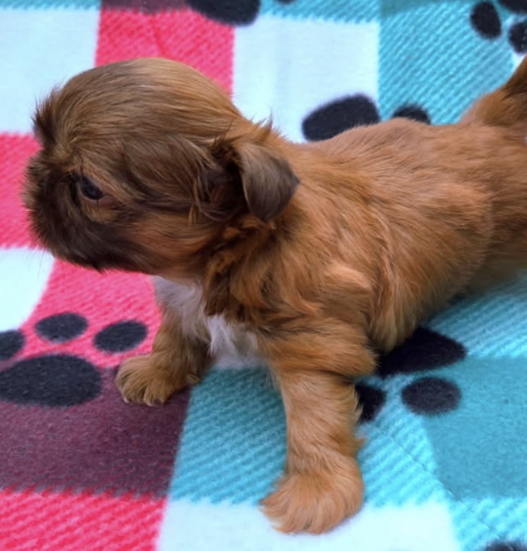 Parker — Male AKC Shih Tzu puppy for sale at Aleka Shih Tzu in Texas — photo 2