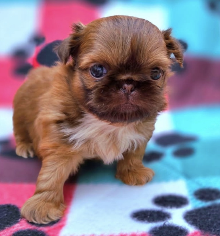 Parker — Male AKC Shih Tzu puppy for sale at Aleka Shih Tzu in Texas — photo 3