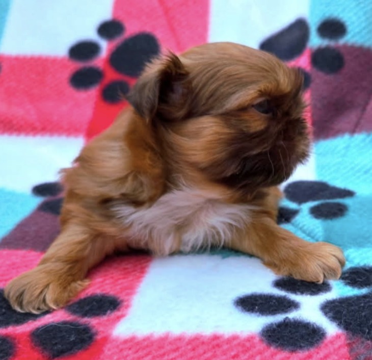 Parker — Male AKC Shih Tzu puppy for sale at Aleka Shih Tzu in Texas — photo 4