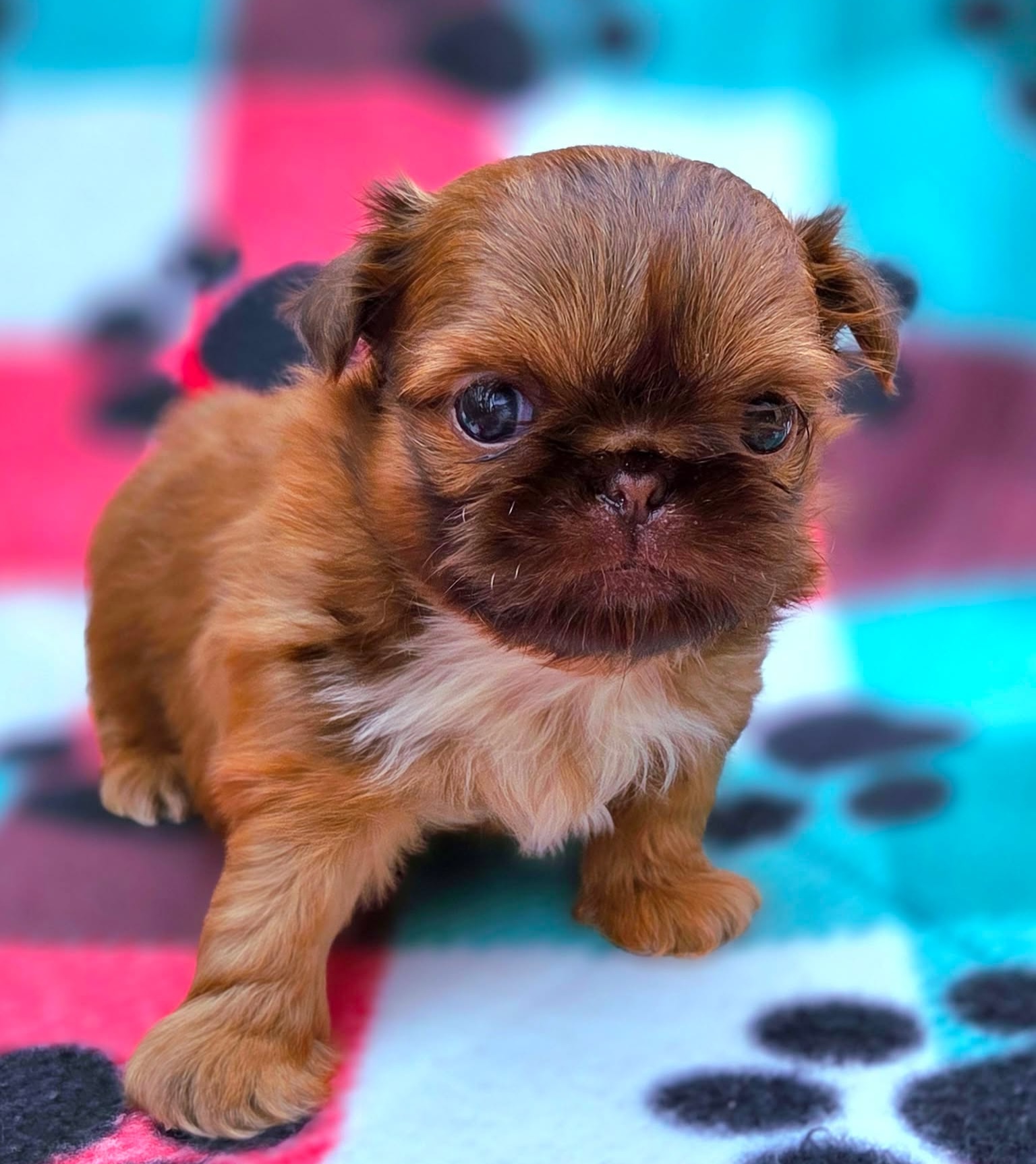 Parker — Male AKC Shih Tzu puppy for sale at Aleka Shih Tzu in Texas — photo 1