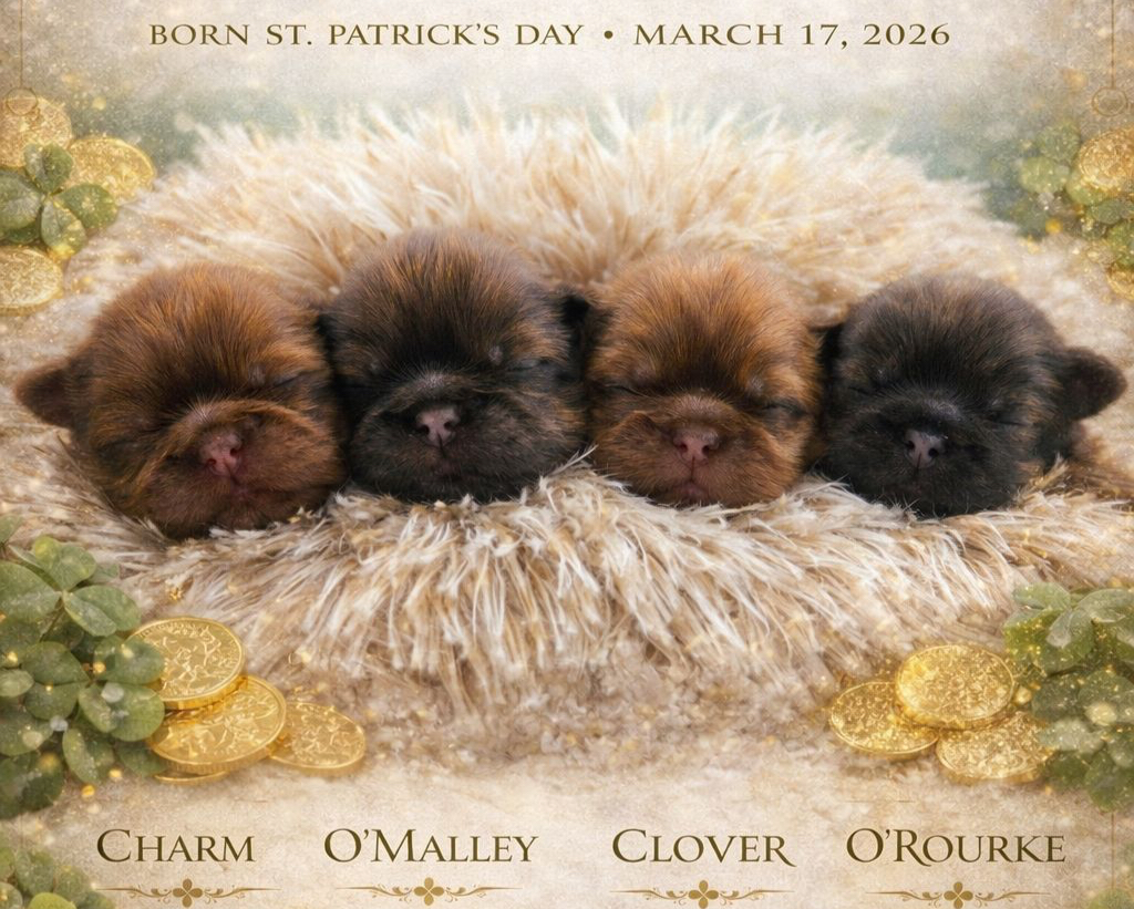 O'Malley — Male AKC Shih Tzu puppy for sale at Aleka Shih Tzu in Texas — photo 6