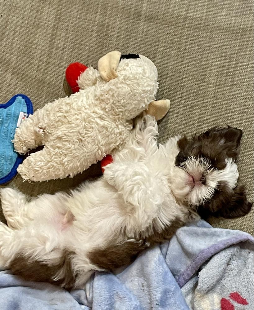 aivan d.'s Aleka Shih Tzu puppy