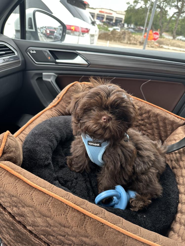 Carrie A.'s Aleka Shih Tzu puppy