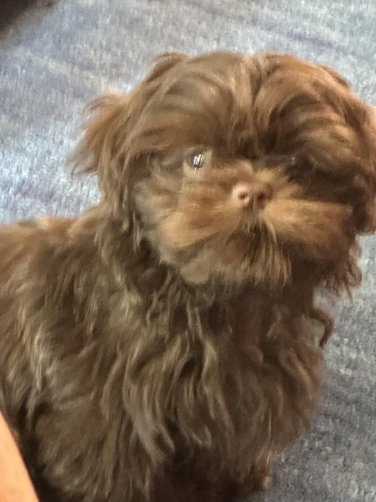 Carrie A.'s Aleka Shih Tzu puppy