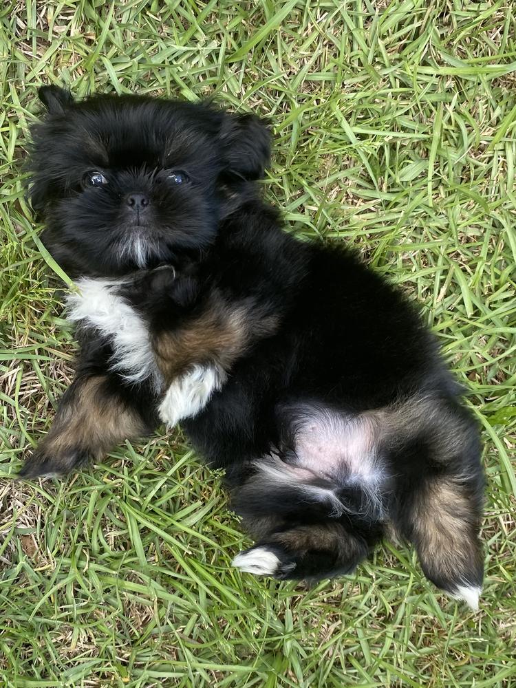 Lauren C.'s Aleka Shih Tzu puppy
