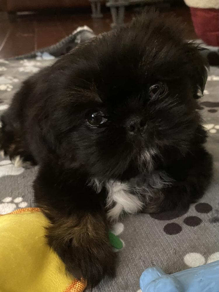 Lauren C.'s Aleka Shih Tzu puppy