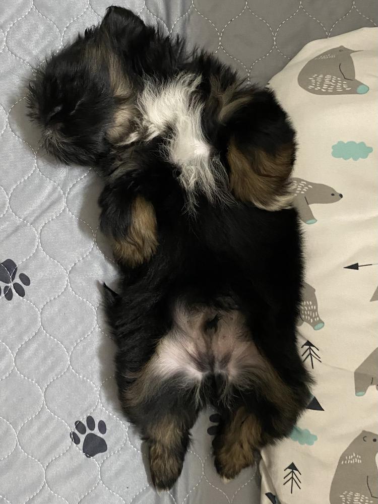 Lauren C.'s Aleka Shih Tzu puppy