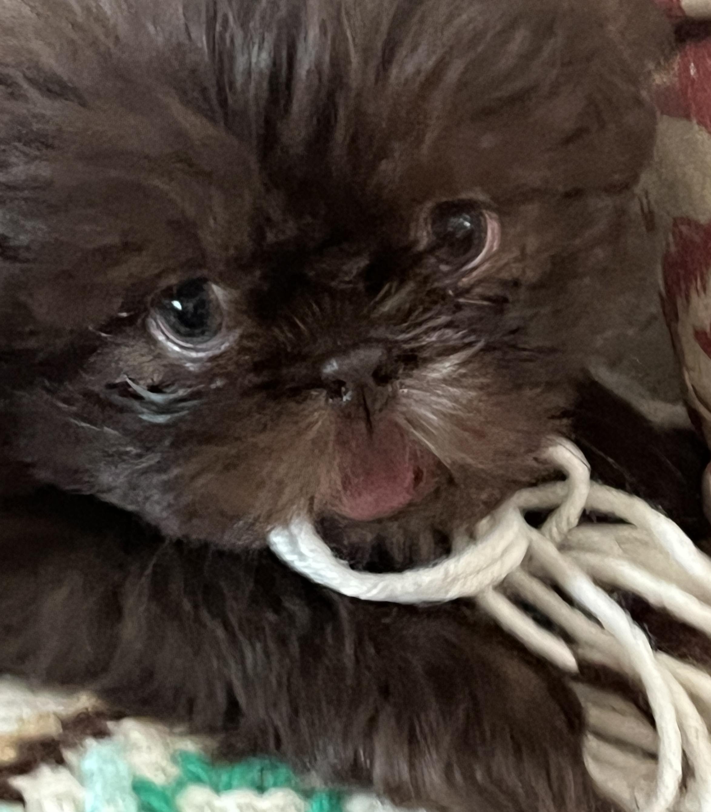 nikki & michael b.'s Aleka Shih Tzu puppy