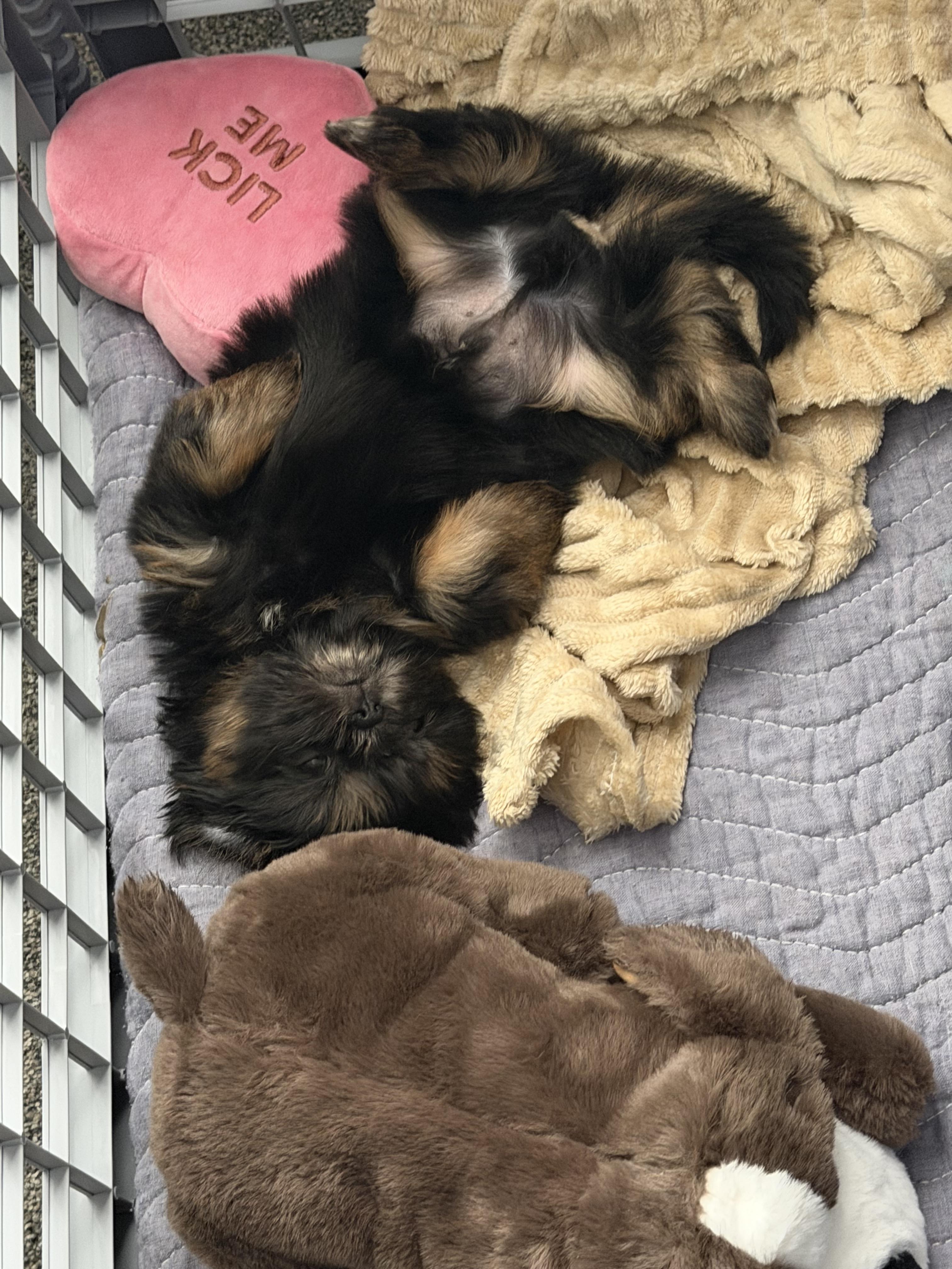 Shannon Renee S.'s Aleka Shih Tzu puppy