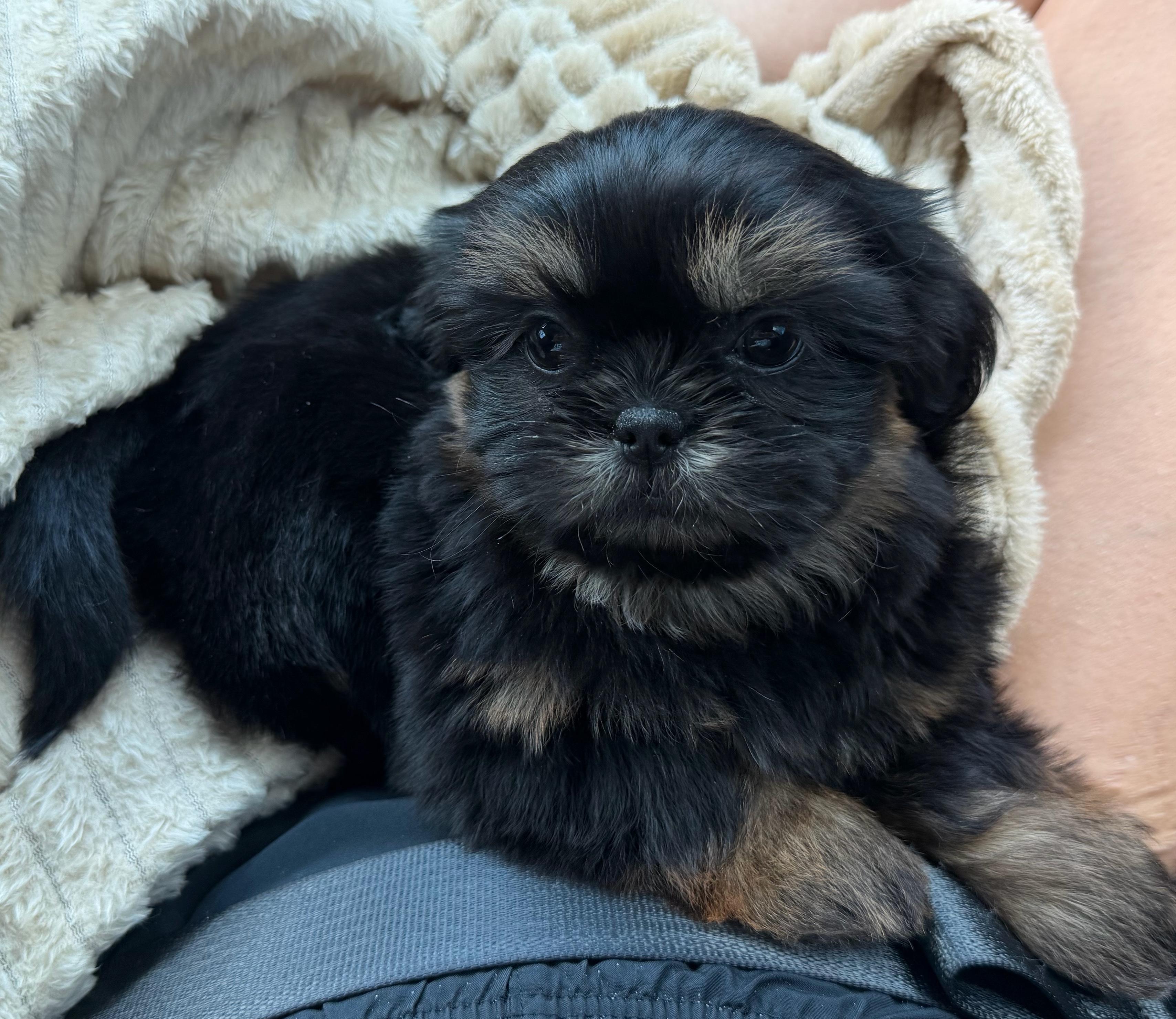 Shannon Renee S.'s Aleka Shih Tzu puppy