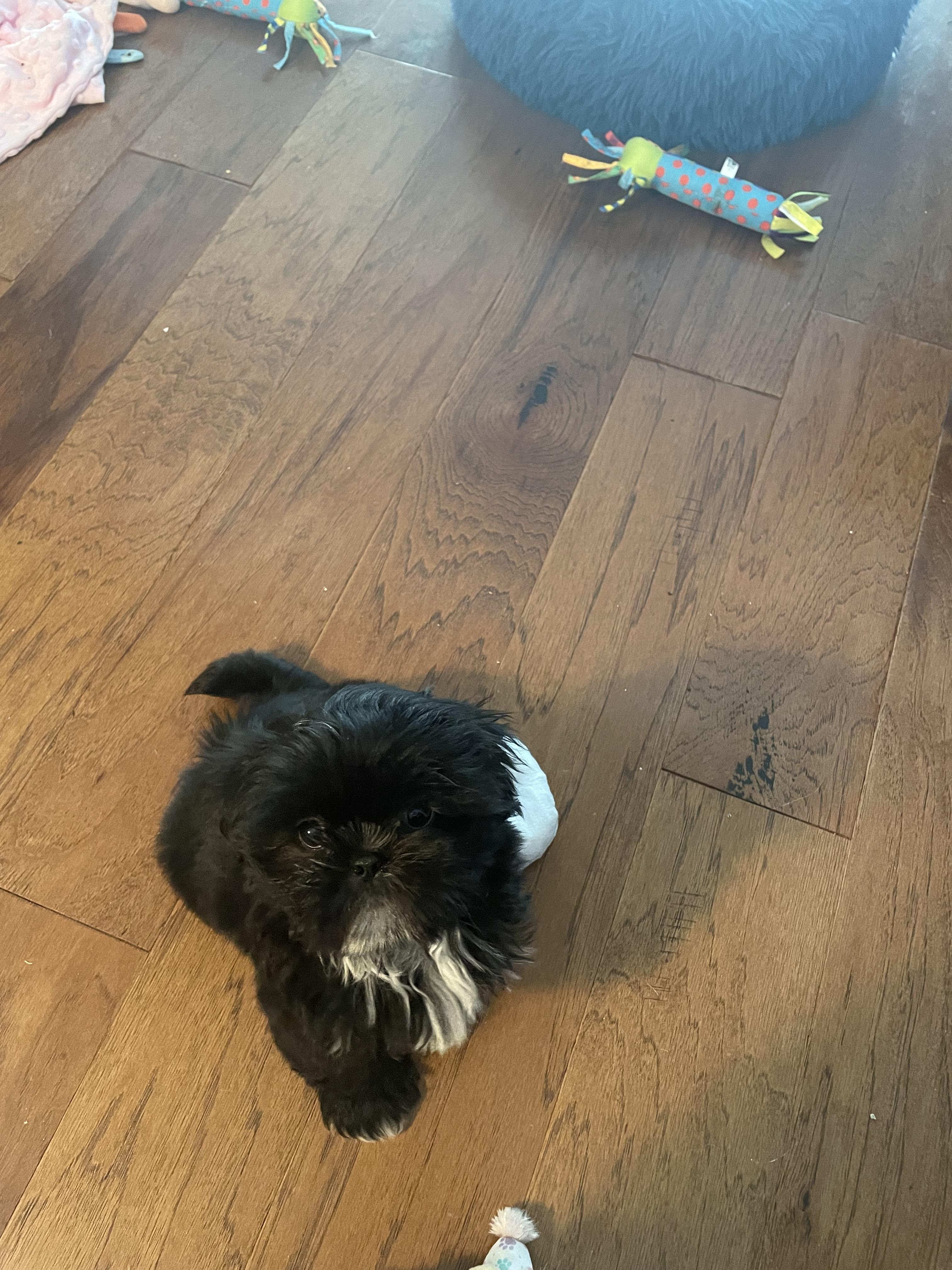 sheryl d.'s Aleka Shih Tzu puppy