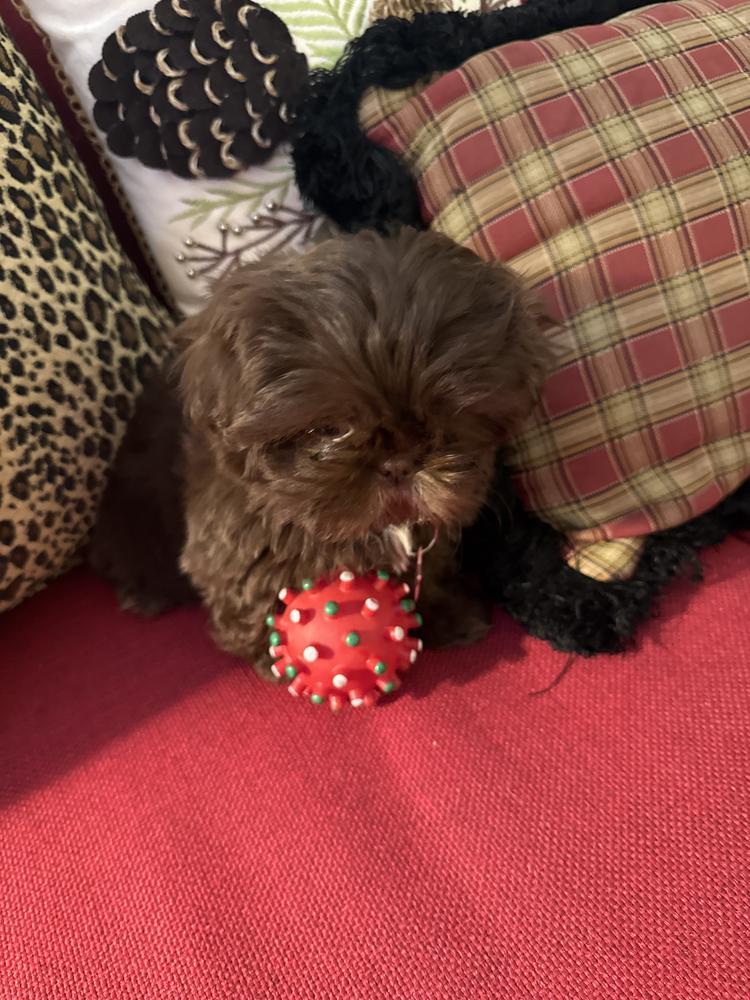 Susan L.'s Aleka Shih Tzu puppy
