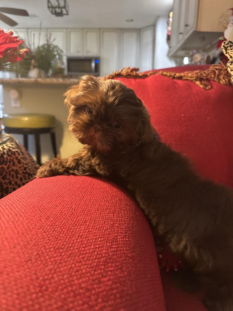 Susan L.'s Aleka Shih Tzu puppy